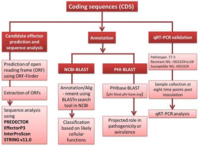 Candidate effectors for leaf rust resistance gene Lr28 identified through transcriptome and in-silico analysis